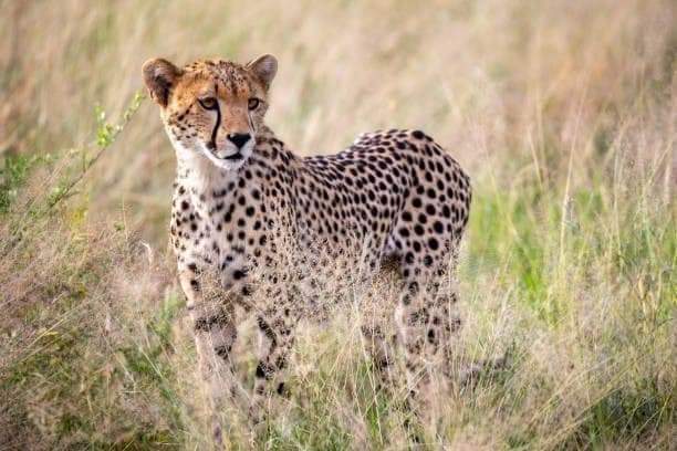 4 Days Lake Nakuru & Maasai Mara lodge Safari